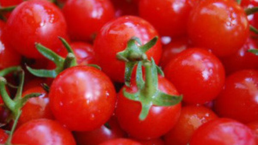 Proizvodnja cherry rajčica