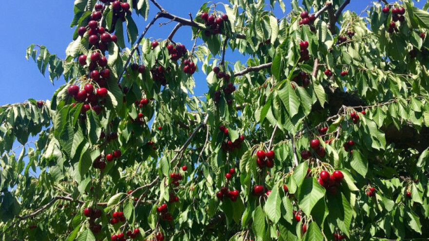 Višnja isplativa uprkos neizvesnoj ceni