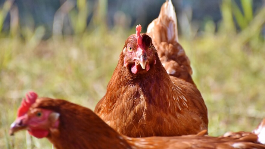 Raste proizvodnja peradi i mesa od peradi?