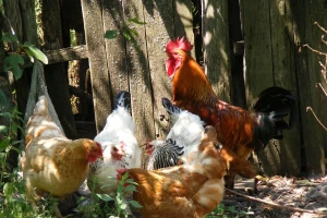 Ovo su svetski priznate i poznate domaće kokoške