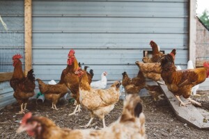 Pokrivaju kokošinjce i ograđuju torove ukradenim panelima s autoputa