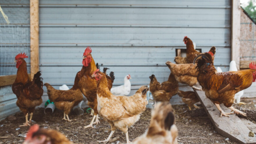 Na jugoistoku Poljske žarište ptičje gripe
