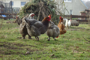 Završena eutanazija peradi na 16 gospodarstava