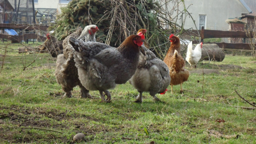 Završena eutanazija peradi na 16 gospodarstava