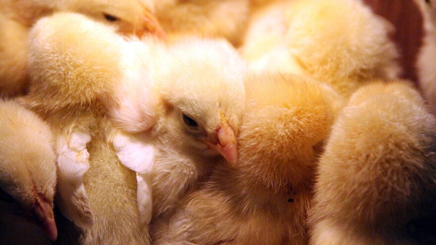 Dvije EU članice zabranjuju okrutno mljevenje živih muških pilića