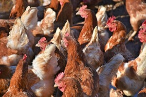 Kokoši se obranile od lisice - iskljucale je do smrti