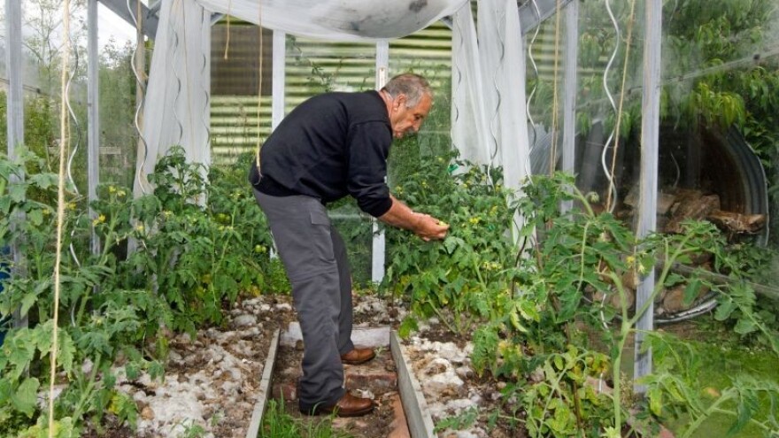 60 vrsta začinskog bilja i povrća u plasteniku!