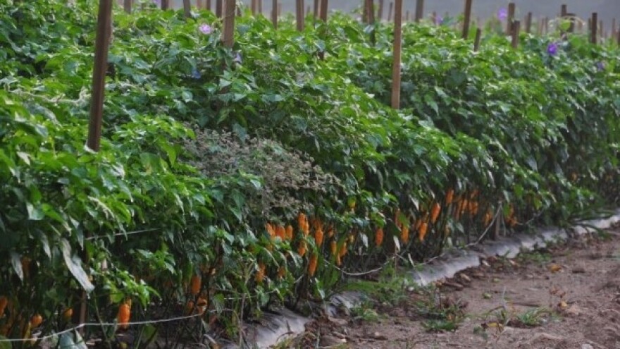 Kako gajiti ljute paprike?