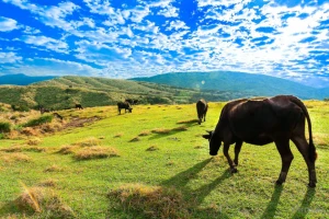 Tajvan uspio u agroturizmu, uspjet će i Hrvatska