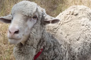 Uginuo je merino ovan Kris, rekorder po količini ošišanog runa