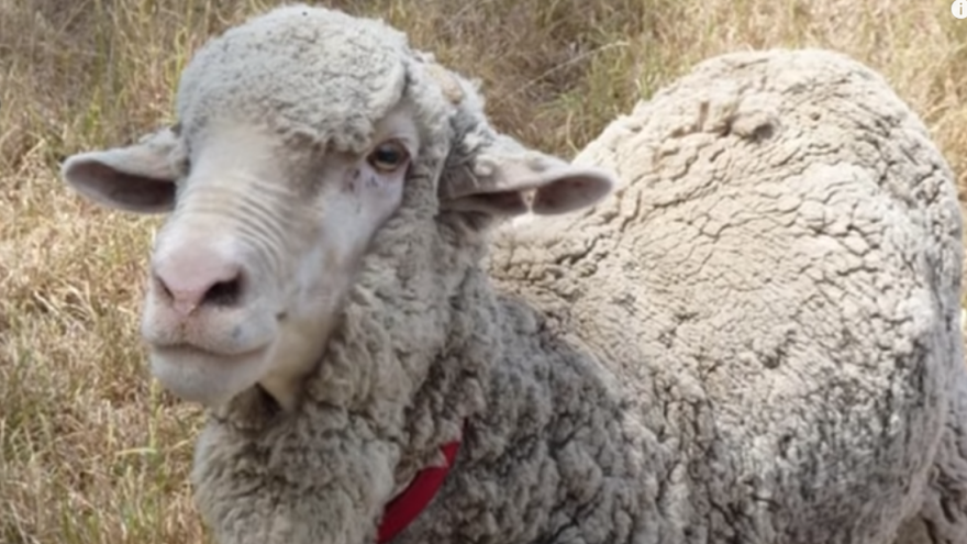 Uginuo je merino ovan Kris, rekorder po količini ošišanog runa