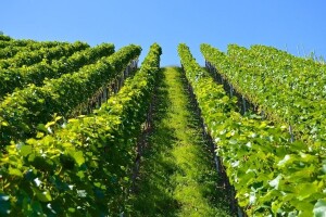 Kako efikasno zaštititi vinograd od plamenjače i pepelnice
