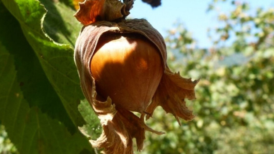 Vrijeme je za ranoproljetnu zaštitu lijeske