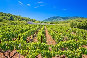 I dalje prijeti opasnost od plamenjače i pepelnice vinove loze - reagirajte na vrijeme!