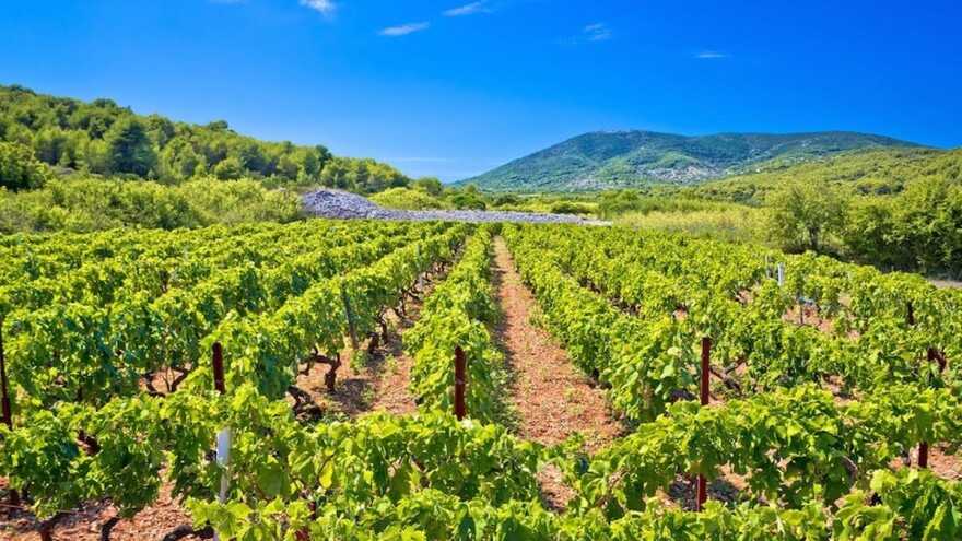 I dalje prijeti opasnost od plamenjače i pepelnice vinove loze - reagirajte na vrijeme!