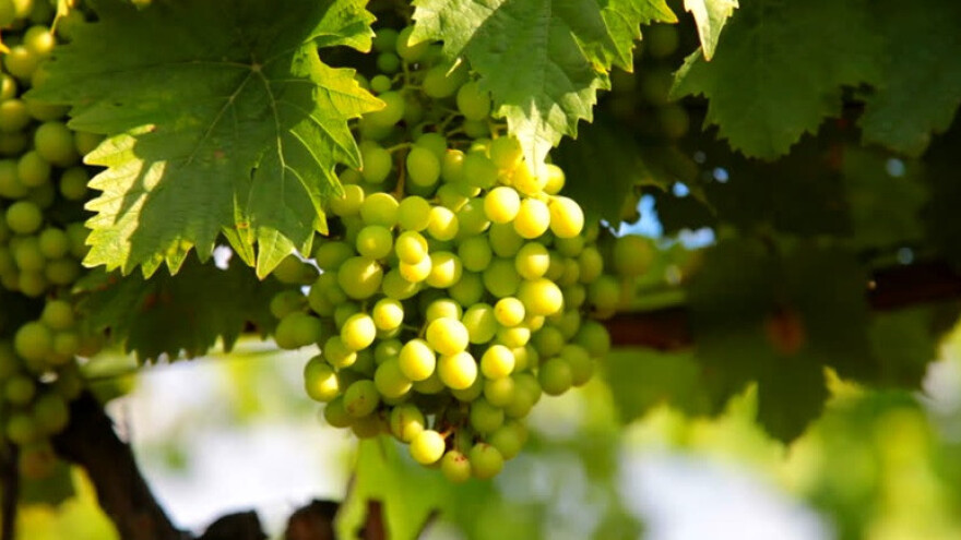 Vrijeme je za zaštitu vinove loze pred cvatnju