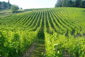 Vinograd bez plamenjače i pepelnice