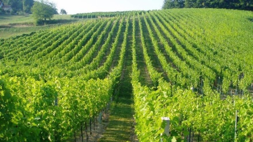 Vinograd bez plamenjače i pepelnice