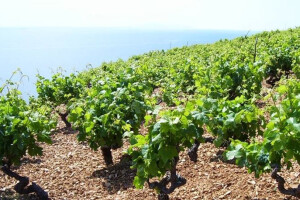 Vinogradari, zaštitite vinograd od opasnih bolesti