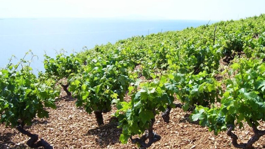 Vinogradari, zaštitite vinograd od opasnih bolesti