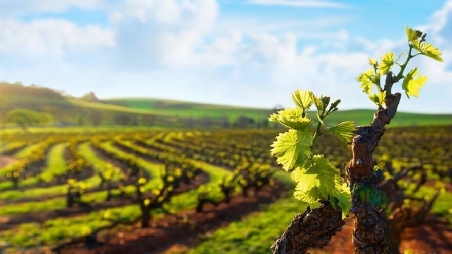 Obavite zaštitu vinove loze prije cvatnje!