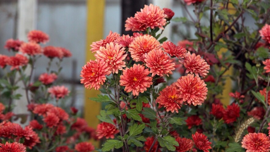 Krizantema - jesenja ruža ukras je i u hladnim danima
