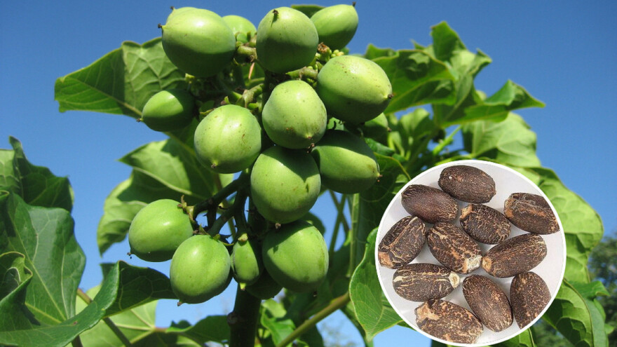 Chuta orah - nova supernamirnica dolazi na evropsku trpezu