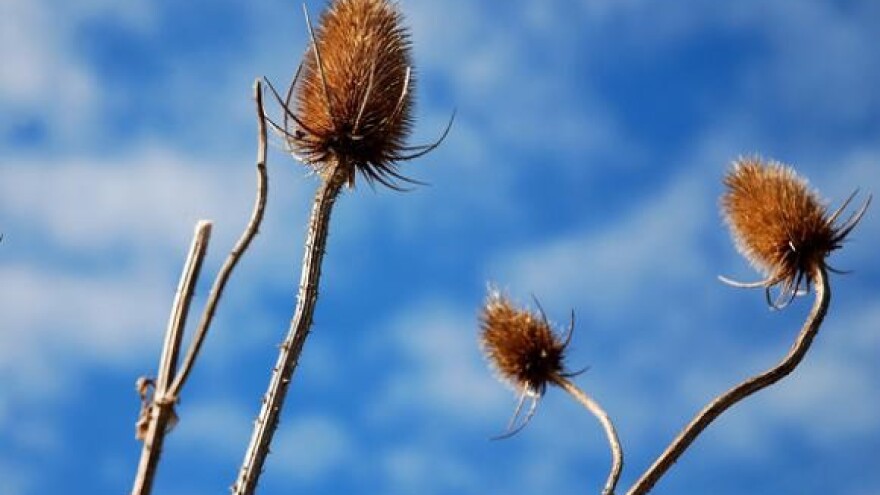 "Dječje seljačko gospodarstvo"