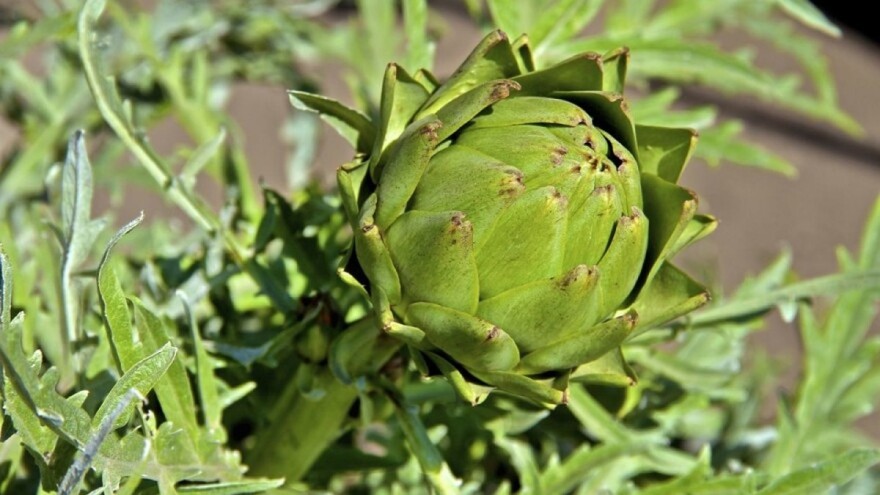 Kako uzgojiti artičoku u posudi?