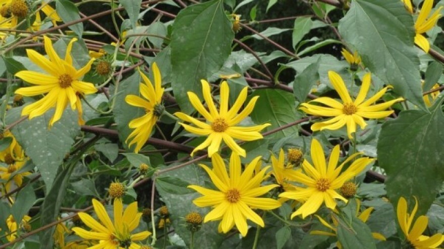 Čičoka - odlična zamjena za krompir