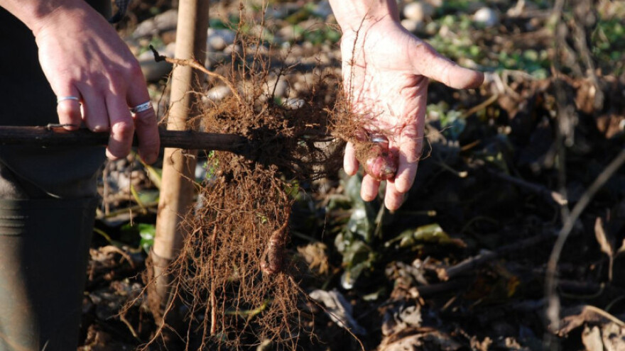 Nezahtjevan uzgoj zdrave namirnice - čičoke