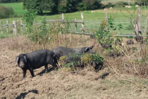 Na održivom OPG-u čičoka nije korov već hrana