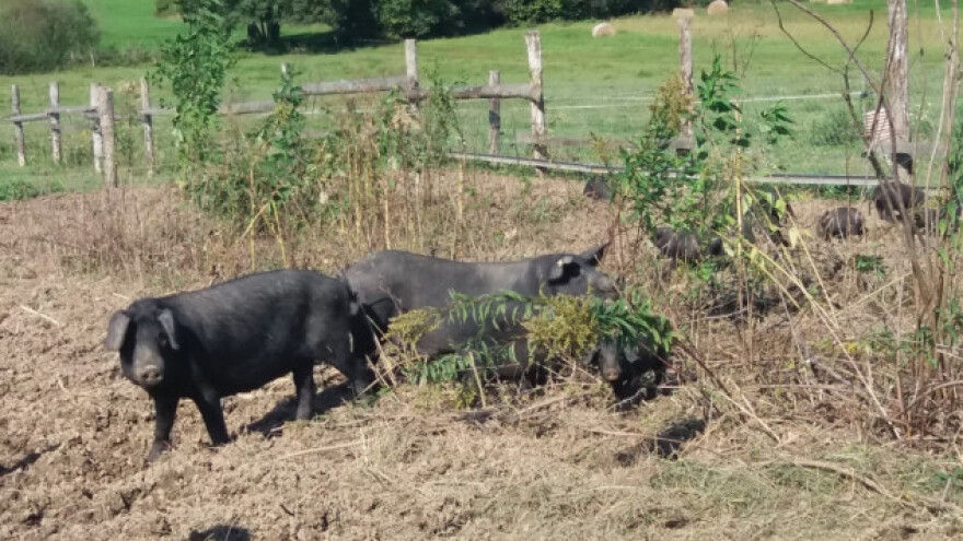 Na održivom OPG-u čičoka nije korov već hrana