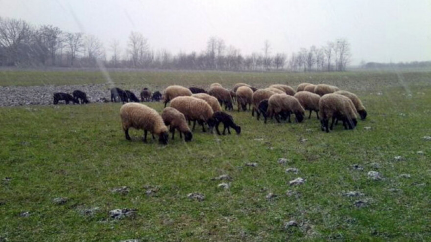 Čokanska cigaja i dalje na banatskim pašnjacima
