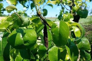 List uvijen u cigaretu - "kriva" je ženka cigaraša, otkinite ga i zapalite