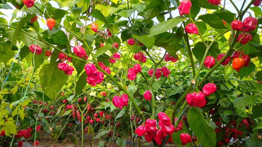 Proizvodnja čili papričica na jugu Srbije ima dobru proizvodnu šansu