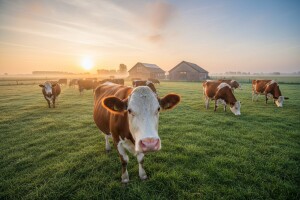Cijeli ovaj kraj je jedna velika mliječna farma