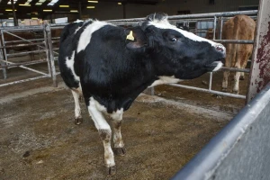 U ožujku živa junad tržena po 14,23 kn/kg