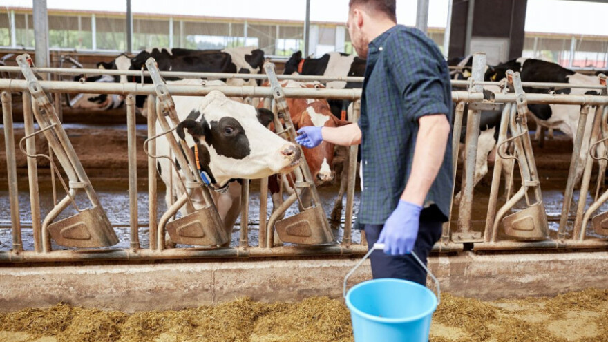 Muška simentalska junad u travnju iznad 14 kuna