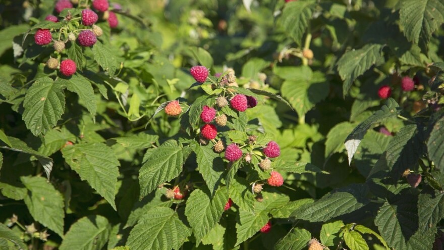 Emir Mahumutović: Malinari u USK neće pristati na nisku cijenu koju su dogovorili veliki otkupljivači