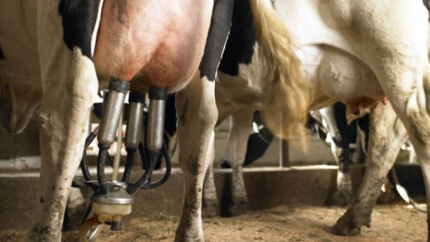 Cijene mlijeka idu gore za 20 posto?