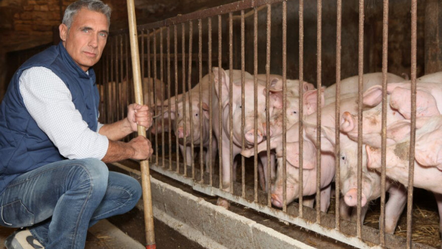 Odojci od lani poskupjeli 20%