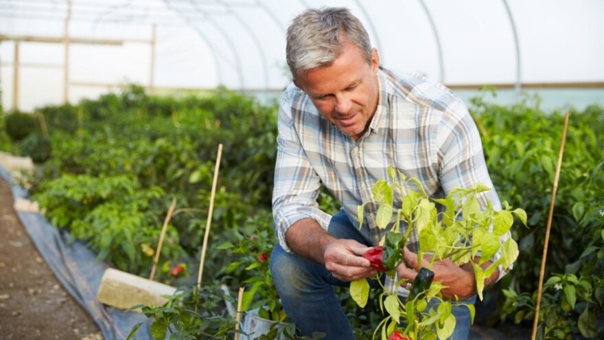 Porasla cijena paprike!