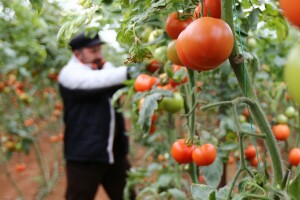Cijena turskog paradajza porasla za 400 % - iz proizvodnje ga izgurale banane i južnoamerički moljac paradajza