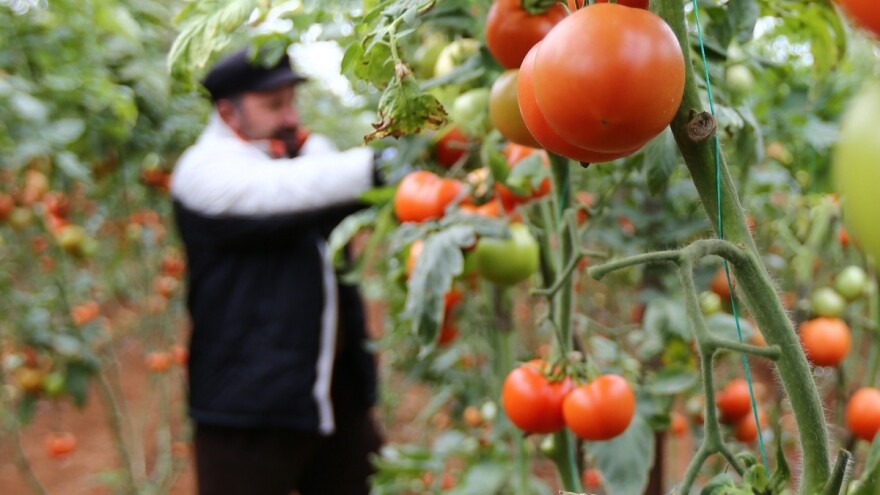 Cijena turskog paradajza porasla za 400 % - iz proizvodnje ga izgurale banane i južnoamerički moljac paradajza