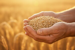 Cijena pšenice u porastu