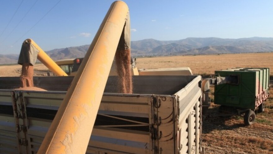 Žitarice poskupljuju na svjetskim burzama