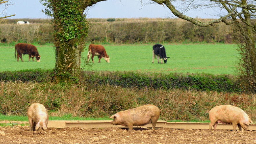 Najviše porasle cijene svinja, mlijeka i goveda