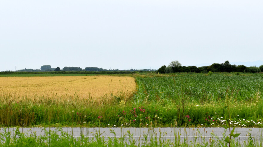 Na europskom tržištu izjednačene cijene pšenice i kukuruza