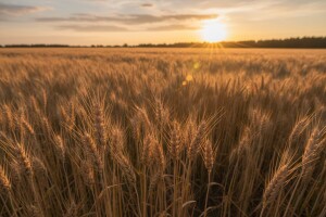 Cijene hrane na silaznoj putanji